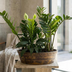 Barillo Lotus Planter