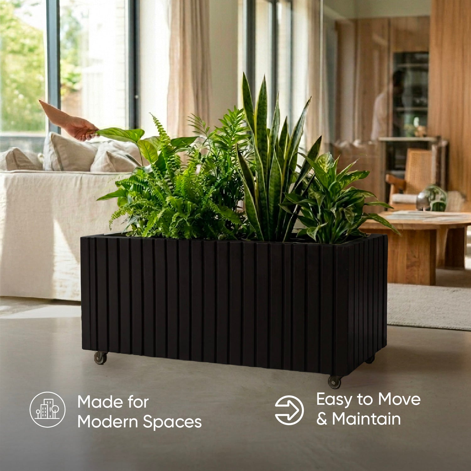 Recta (Black)