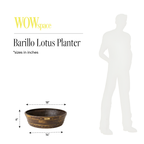 Barillo Lotus