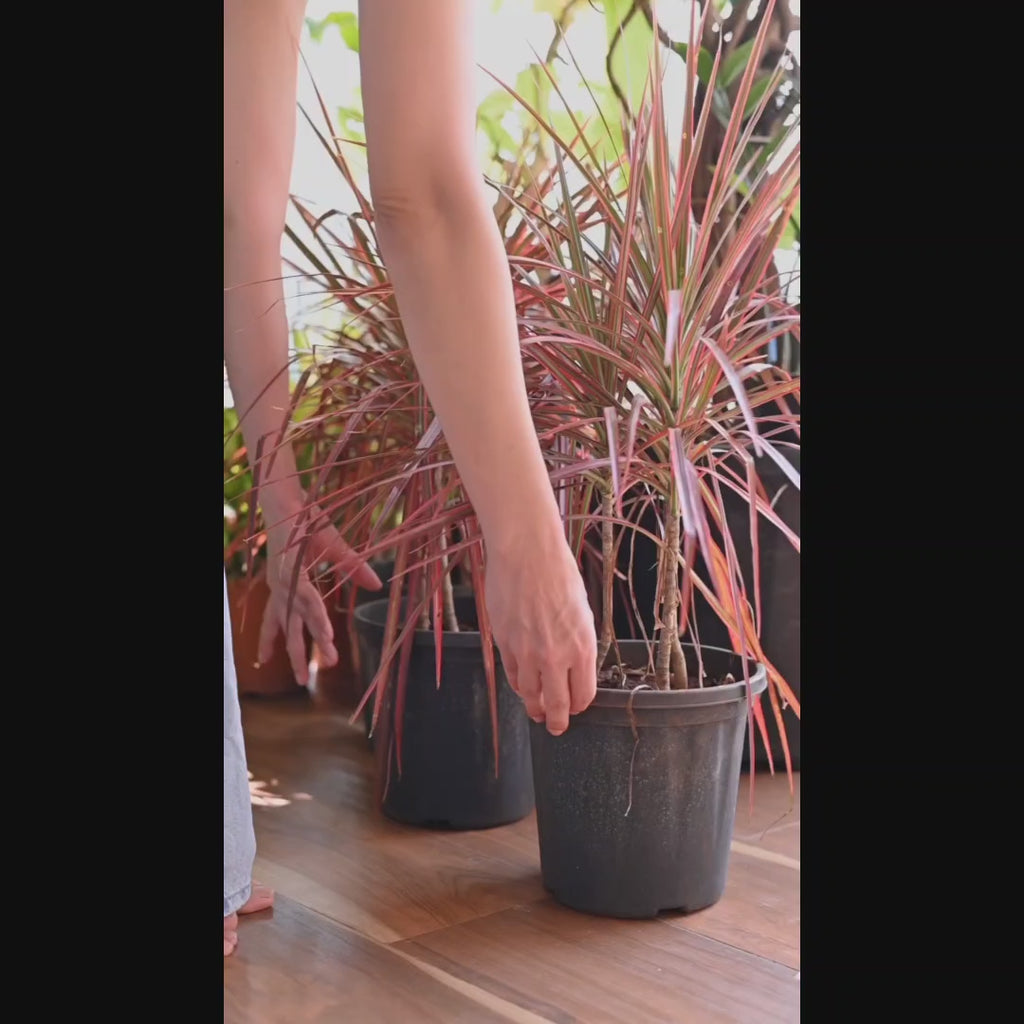 Recta Planter (Brown)