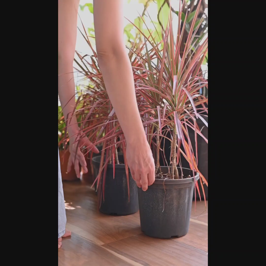 Recta Planter